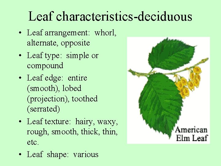 Leaf characteristics-deciduous • Leaf arrangement: whorl, alternate, opposite • Leaf type: simple or compound