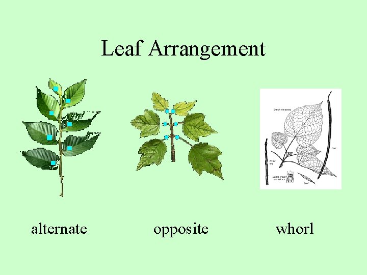 Leaf Arrangement alternate opposite whorl 
