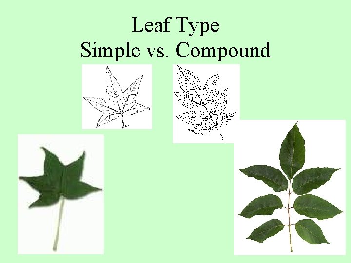 Leaf Type Simple vs. Compound 