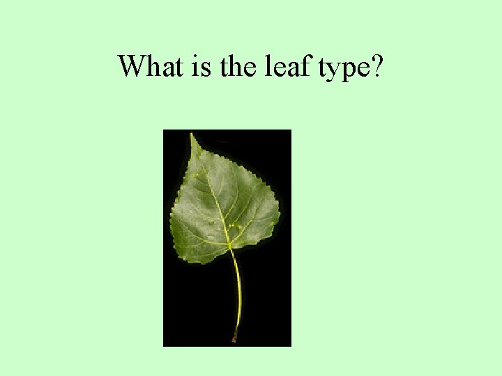 What is the leaf type? 