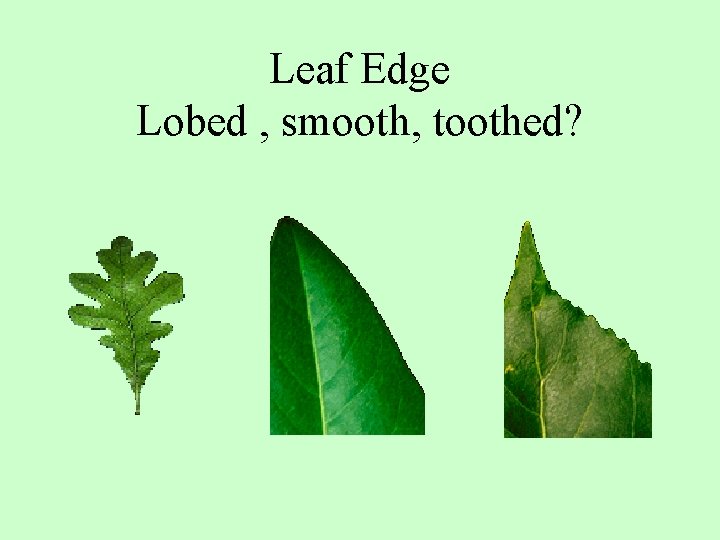 Leaf Edge Lobed , smooth, toothed? 