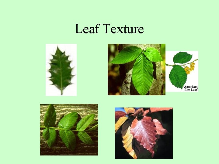Leaf Texture 