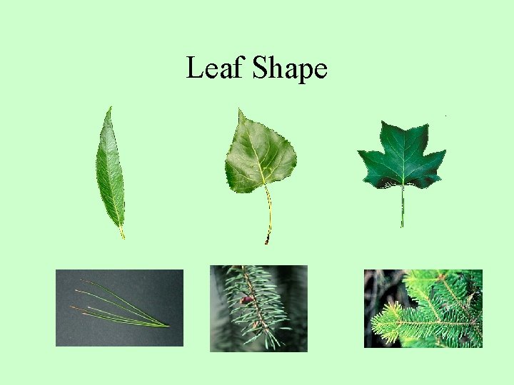 Leaf Shape 