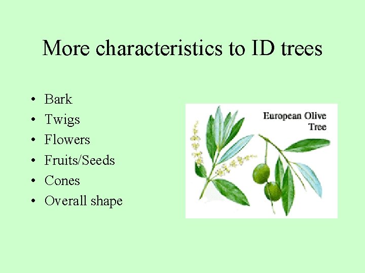 More characteristics to ID trees • • • Bark Twigs Flowers Fruits/Seeds Cones Overall