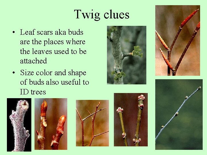 Twig clues • Leaf scars aka buds are the places where the leaves used