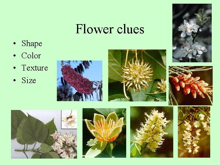 Flower clues • • Shape Color Texture Size 