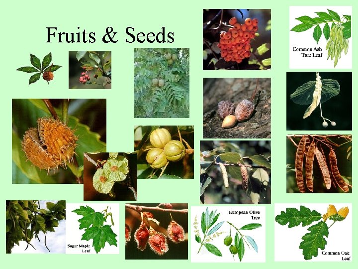 Fruits & Seeds 