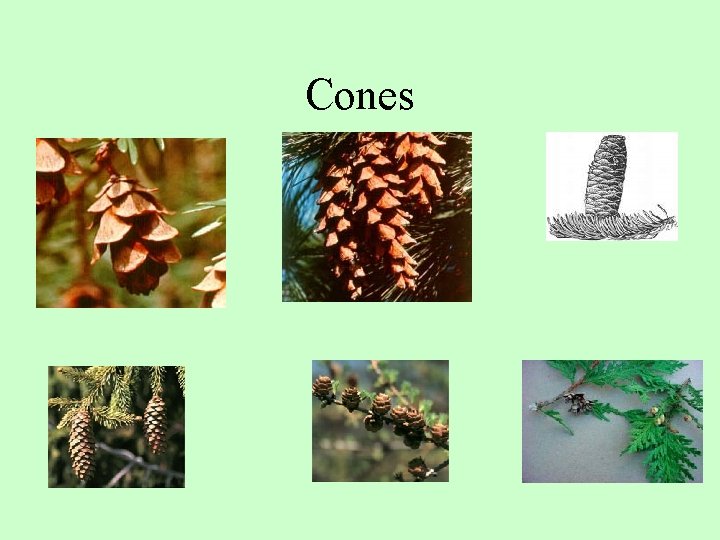 Cones 