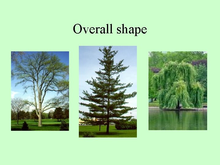 Overall shape 