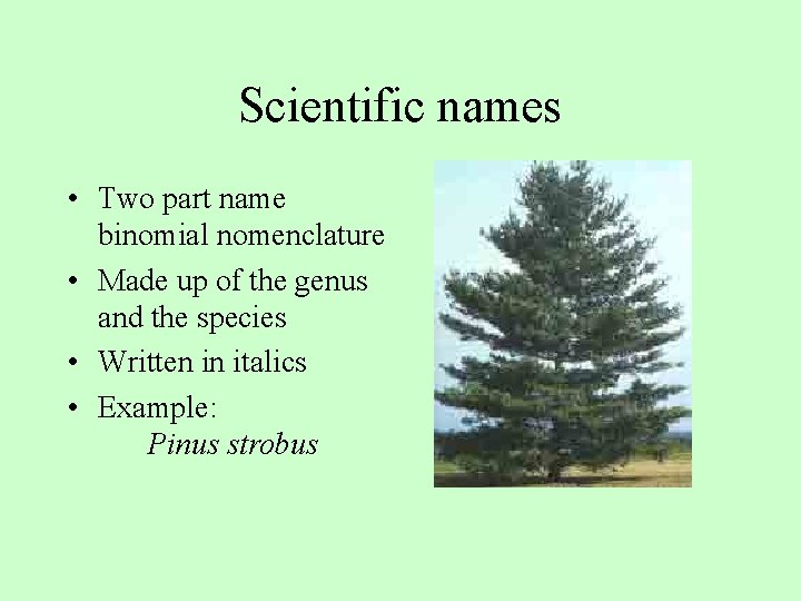 Scientific names • Two part name binomial nomenclature • Made up of the genus