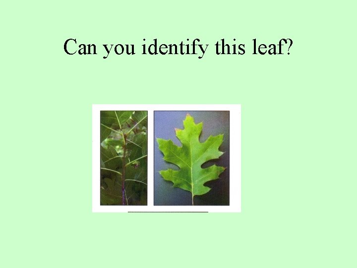 Can you identify this leaf? 