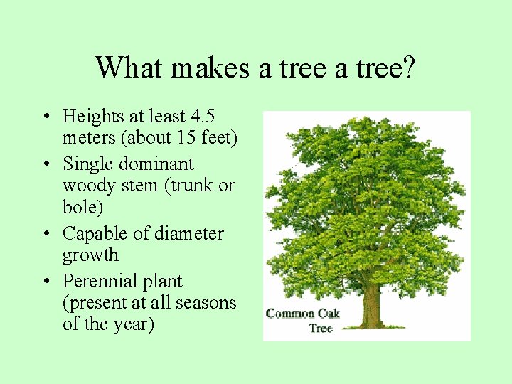 What makes a tree? • Heights at least 4. 5 meters (about 15 feet)