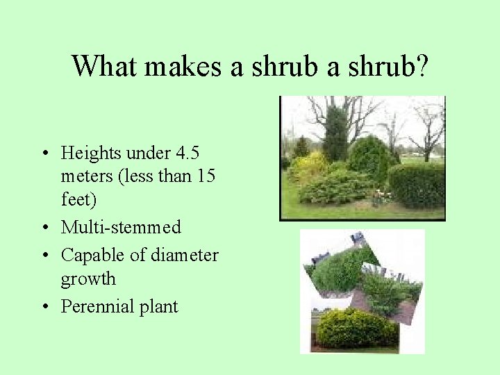 What makes a shrub? • Heights under 4. 5 meters (less than 15 feet)