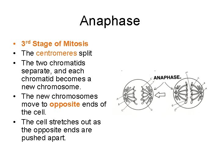 Anaphase • 3 rd Stage of Mitosis • The centromeres split • The two