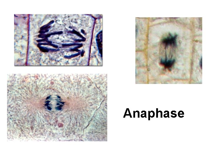 Anaphase 