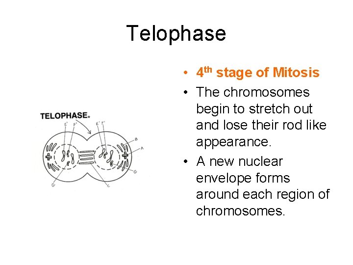 Telophase • 4 th stage of Mitosis • The chromosomes begin to stretch out
