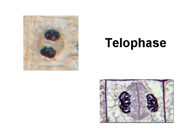 Telophase 