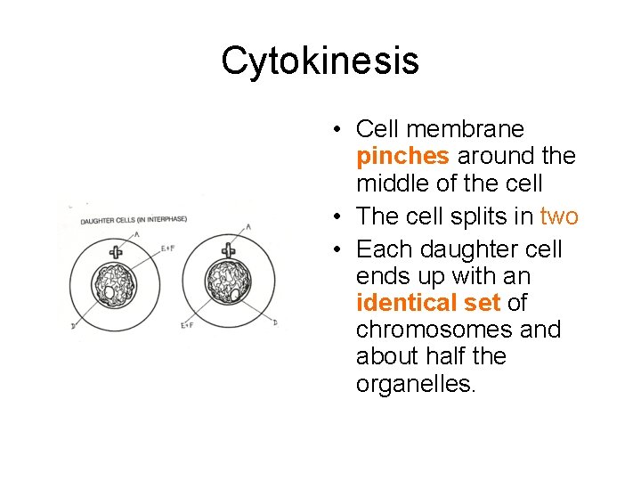 Cytokinesis • Cell membrane pinches around the middle of the cell • The cell