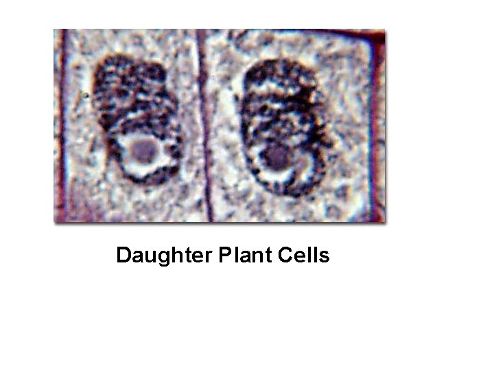 Daughter Plant Cells 