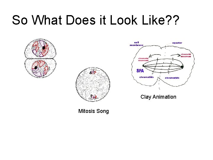 So What Does it Look Like? ? Clay Animation Mitosis Song 