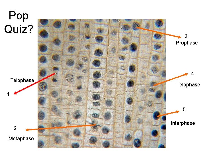 Pop Quiz? 3 Prophase 4 Telophase 1 5 2 Metaphase Interphase 