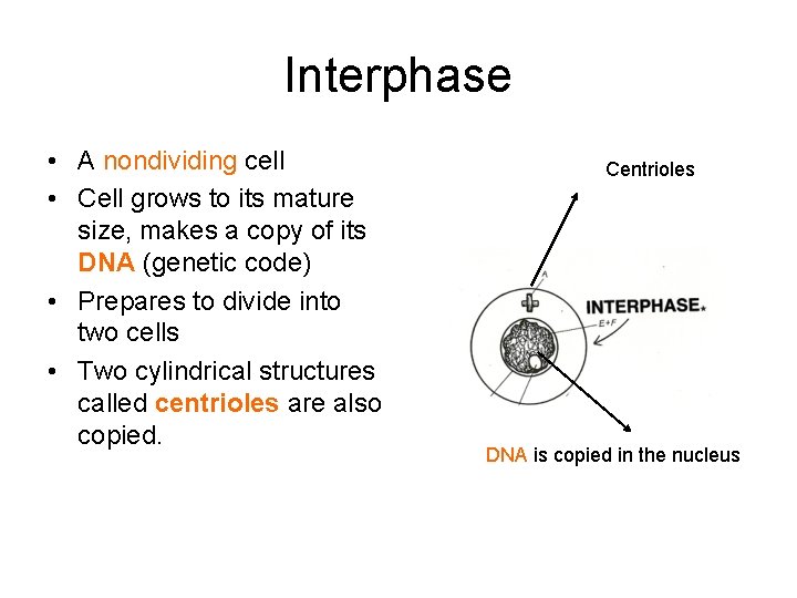 Interphase • A nondividing cell • Cell grows to its mature size, makes a