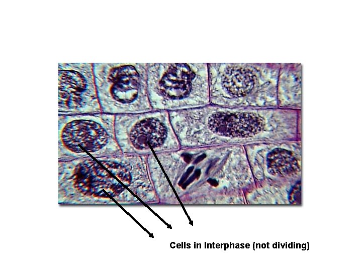 Cells in Interphase (not dividing) 