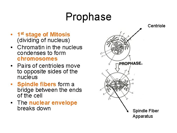Prophase Centriole • 1 st stage of Mitosis (dividing of nucleus) • Chromatin in