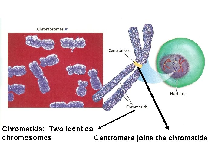 Chromatids: Two identical chromosomes Centromere joins the chromatids 