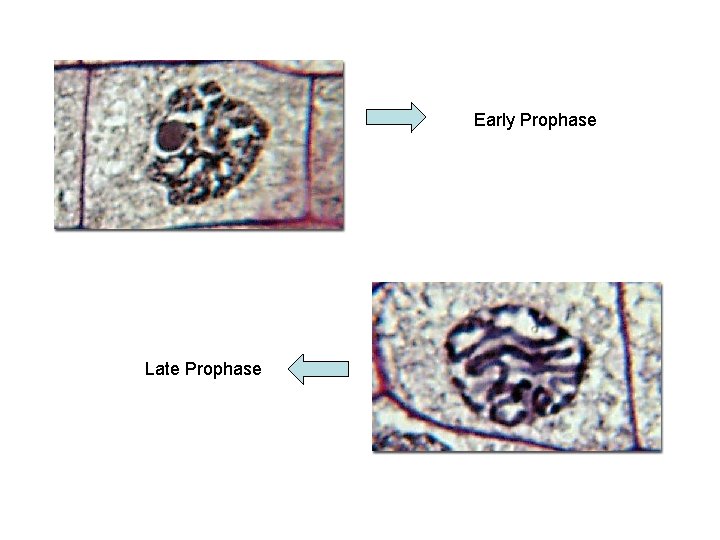 Early Prophase Late Prophase 