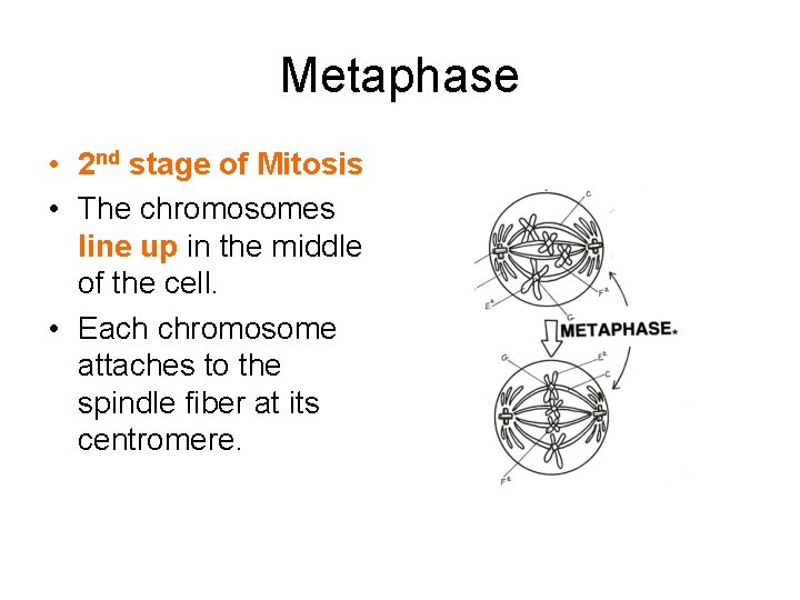 Metaphase • 2 nd stage of Mitosis • The chromosomes line up in the