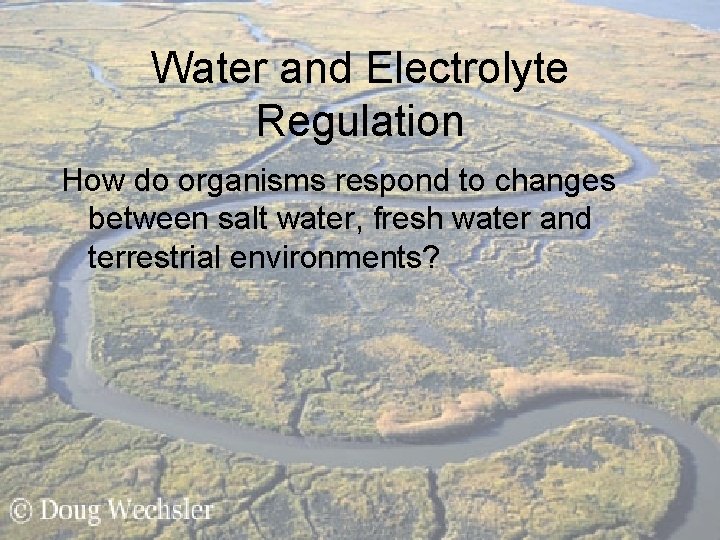 Water and Electrolyte Regulation How do organisms respond to changes between salt water, fresh Water and Electrolyte Regulation How do organisms respond to changes between salt water, fresh