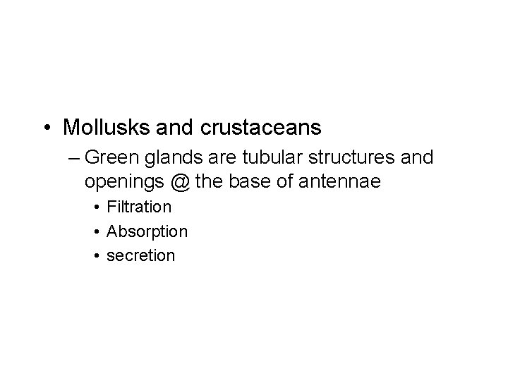 • Mollusks and crustaceans – Green glands are tubular structures and openings @ • Mollusks and crustaceans – Green glands are tubular structures and openings @