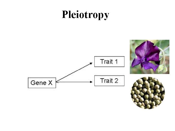 Pleiotropy 