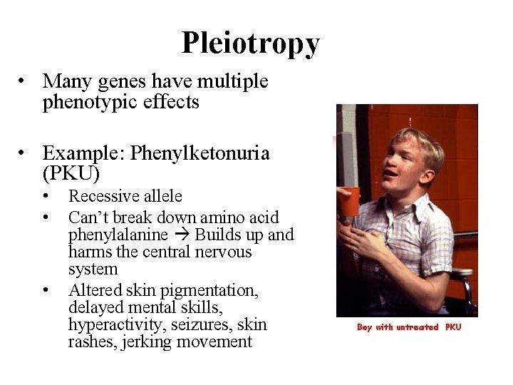 Pleiotropy • Many genes have multiple phenotypic effects • Example: Phenylketonuria (PKU) • •