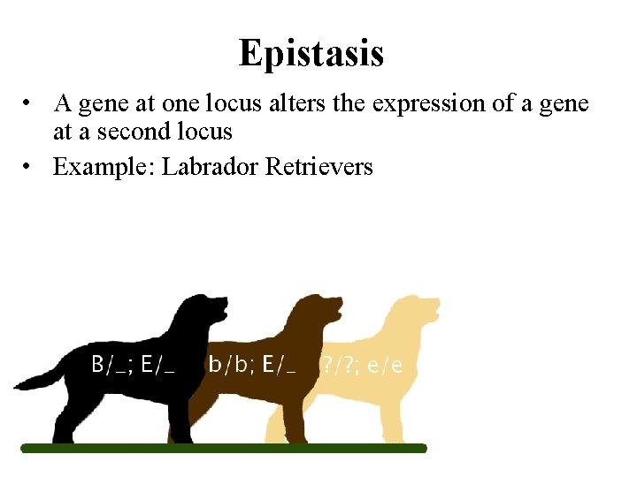 Epistasis • A gene at one locus alters the expression of a gene at