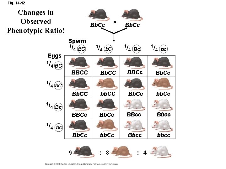 Fig. 14 -12 Changes in Observed Phenotypic Ratio! Bb. Cc Sperm 1/ 4 BC