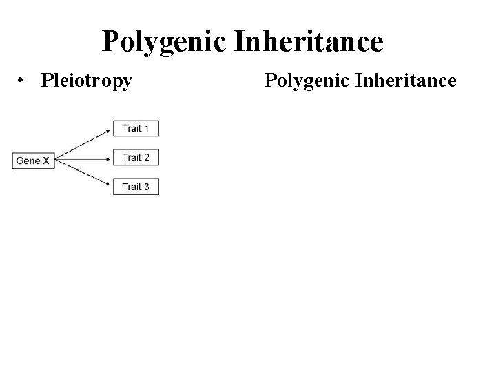 Polygenic Inheritance • Pleiotropy Polygenic Inheritance 