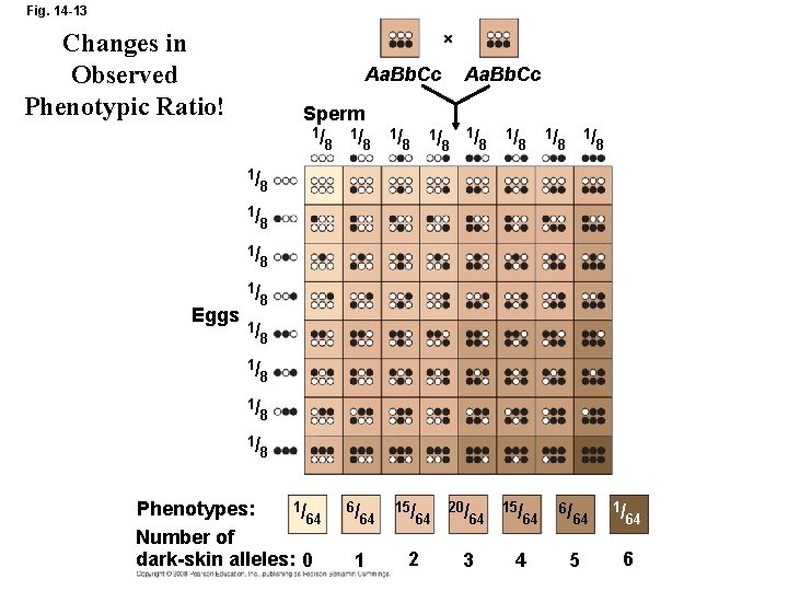 Fig. 14 -13 Changes in Observed Phenotypic Ratio! Aa. Bb. Cc Sperm 1/ Eggs