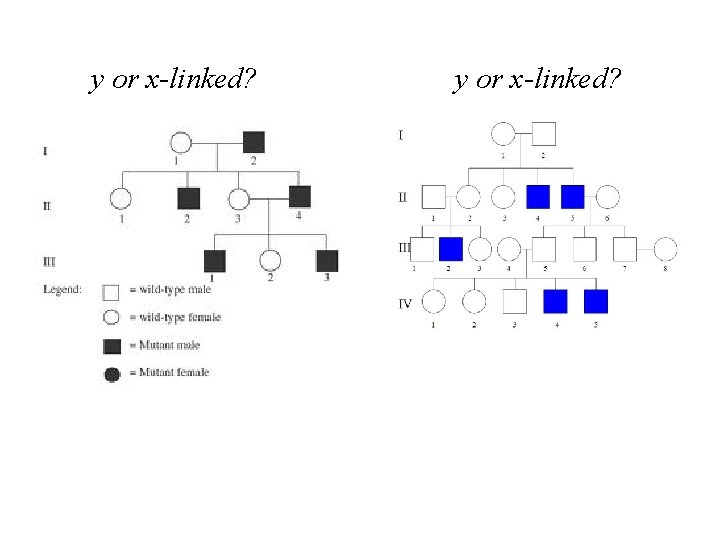 y or x-linked? 