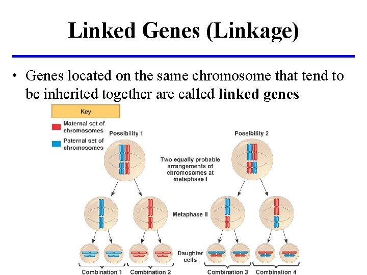 Linked Genes (Linkage) • Genes located on the same chromosome that tend to be