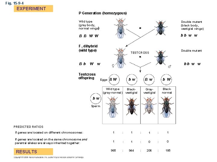 Fig. 15 -9 -4 EXPERIMENT P Generation (homozygous) Wild type (gray body, normal wings)