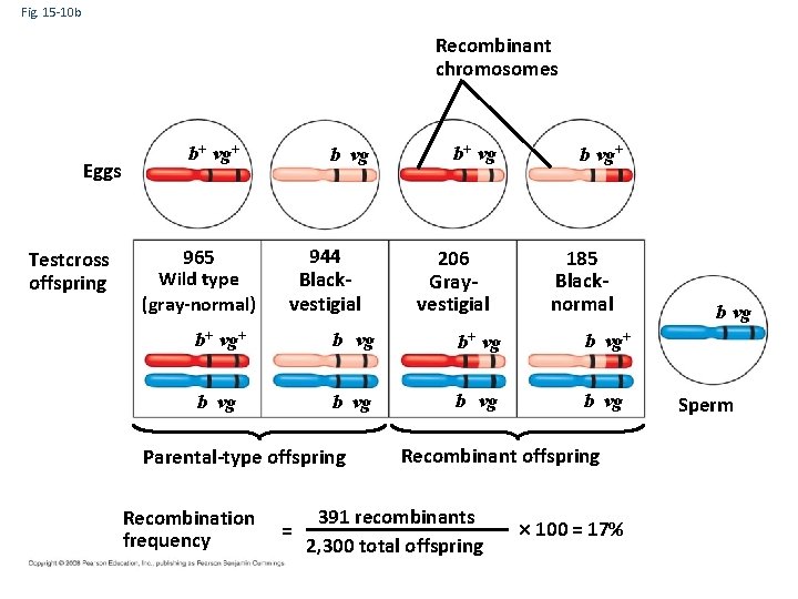 Fig. 15 -10 b Recombinant chromosomes Eggs Testcross offspring b+ vg+ 965 Wild type