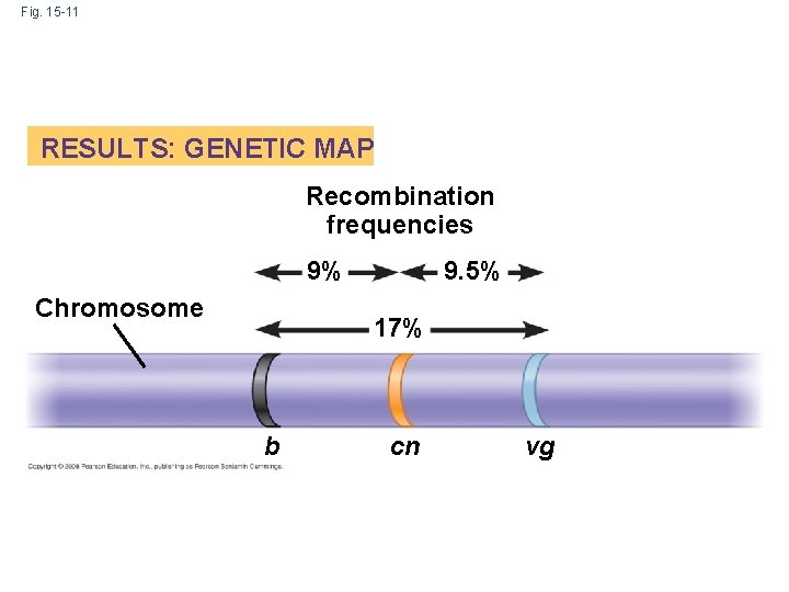 Fig. 15 -11 RESULTS: GENETIC MAP Recombination frequencies 9% Chromosome 9. 5% 17% b