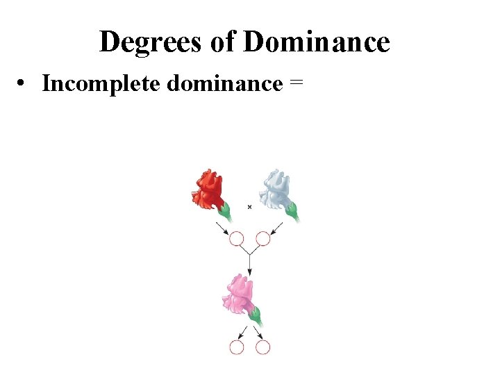 Degrees of Dominance • Incomplete dominance = 