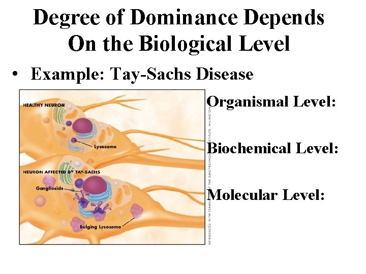 Degree of Dominance Depends On the Biological Level • Example: Tay-Sachs Disease Organismal Level: