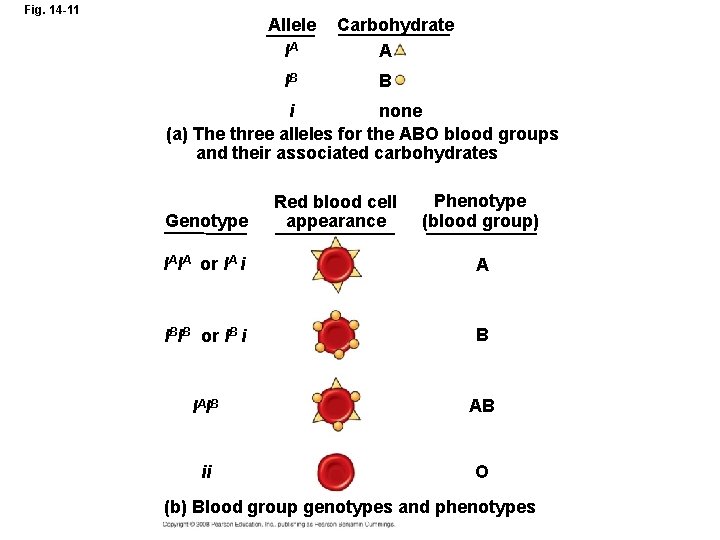 Fig. 14 -11 Allele IA IB Carbohydrate A B i none (a) The three