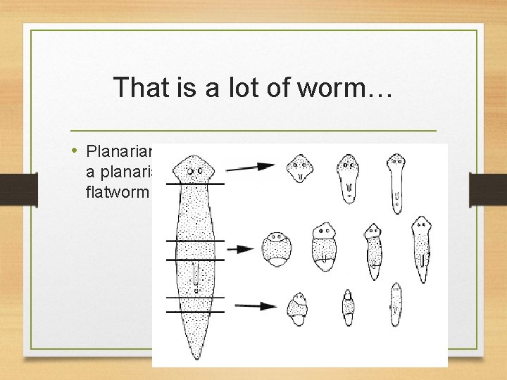 That is a lot of worm… • Planarians are marine flatworms. Each slice of