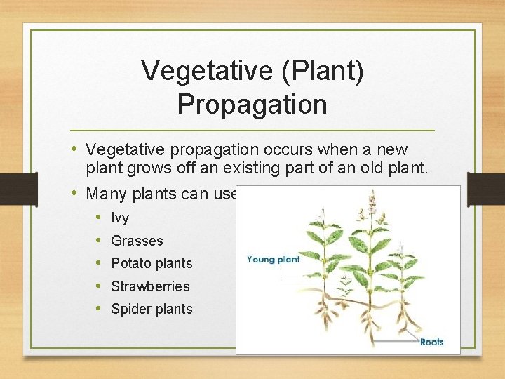 Vegetative (Plant) Propagation • Vegetative propagation occurs when a new plant grows off an