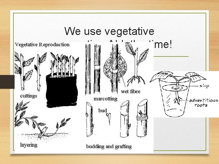 We use vegetative propagation ALL the time! 